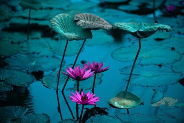 tien seven water lilies 8307632 1280