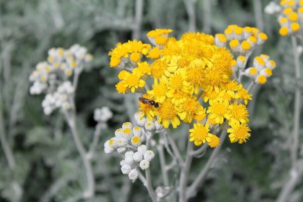 tortic84 sagebrush 2360542 1280