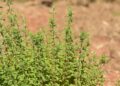 ulleo marjoram 2233541 1280