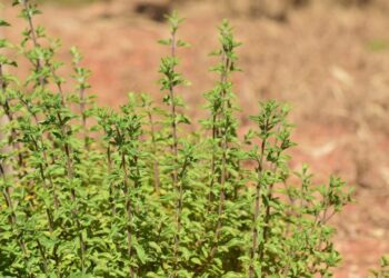 ulleo marjoram 2233541 1280