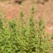 ulleo marjoram 2233541 1280