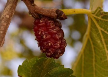 ulleo mulberry tree 1603960 1280