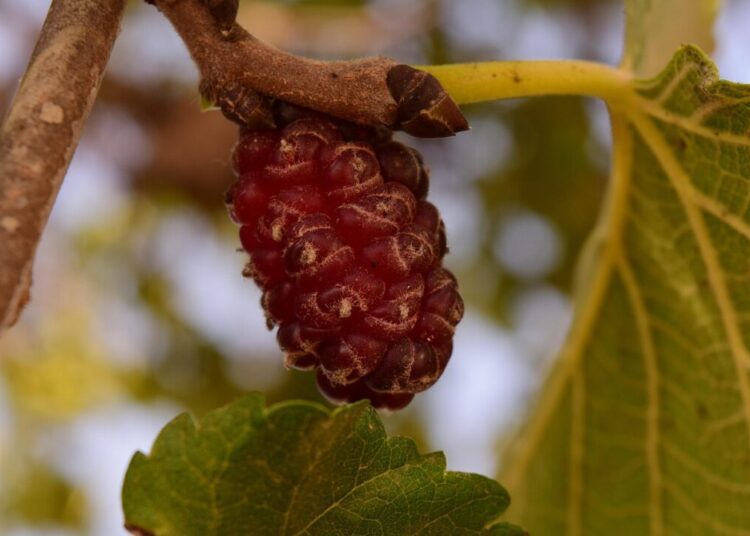 ulleo mulberry tree 1603960 1280