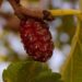 ulleo mulberry tree 1603960 1280