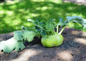 utroja0 kohlrabi 1581990 1280