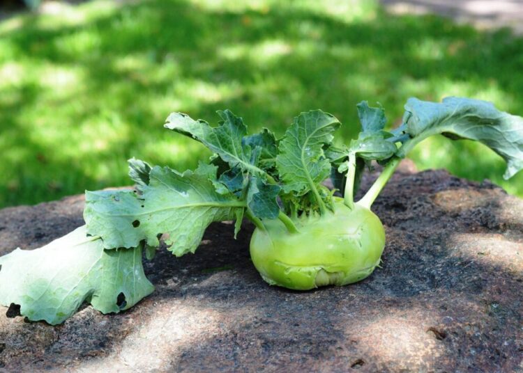 utroja0 kohlrabi 1581990 1280
