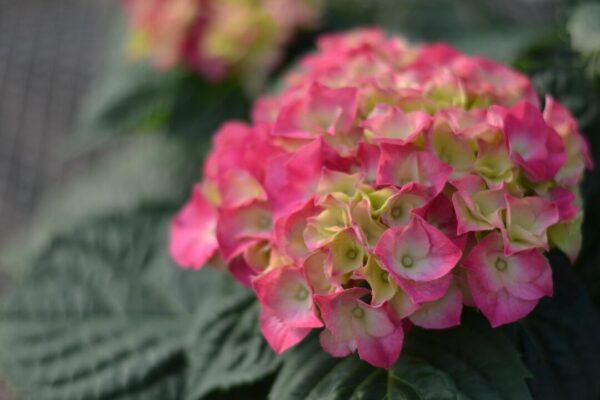 veronicatxoxo hydrangea 4985293 1280