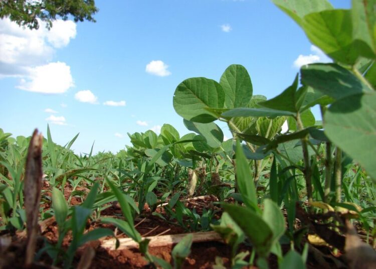 voggacom plantation 330239 1280