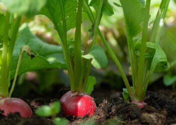 wenzlerdesign radish 4266807 1280