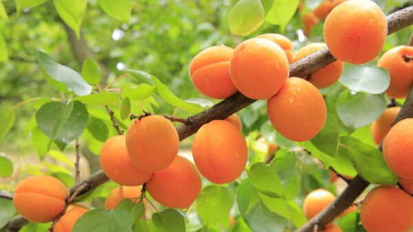 1010888 apricots 824626 1280