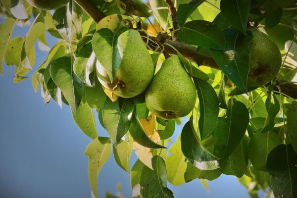 hrusen 5892437 pears 3673477 1280