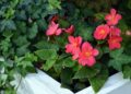akuptsova tuberous begonia 1586423 1280