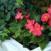 akuptsova tuberous begonia 1586423 1280