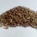 amatussamitahera cumin 5377176 1280