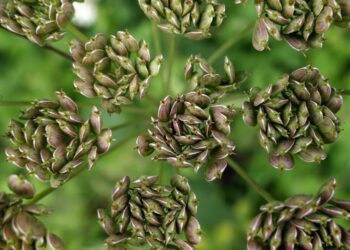 anaterate anise 2578536 1280
