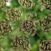 anaterate anise 2578536 1280