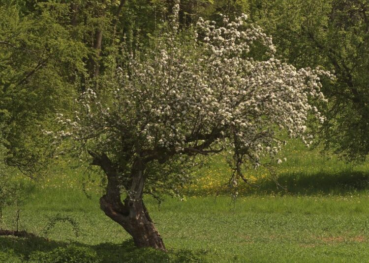 anaterate fruit tree 7216057 1280