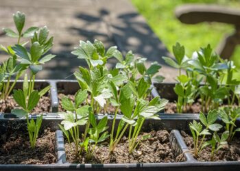andreasgoellner lovage 4296004 1280