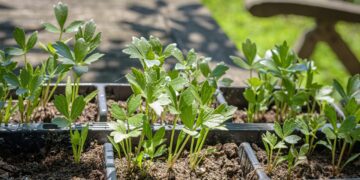 andreasgoellner lovage 4296004 1280