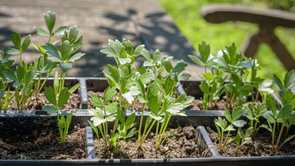 andreasgoellner lovage 4296004 1280