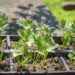 andreasgoellner lovage 4296004 1280