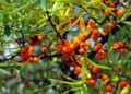 antranias sea buckthorn 440795 1280