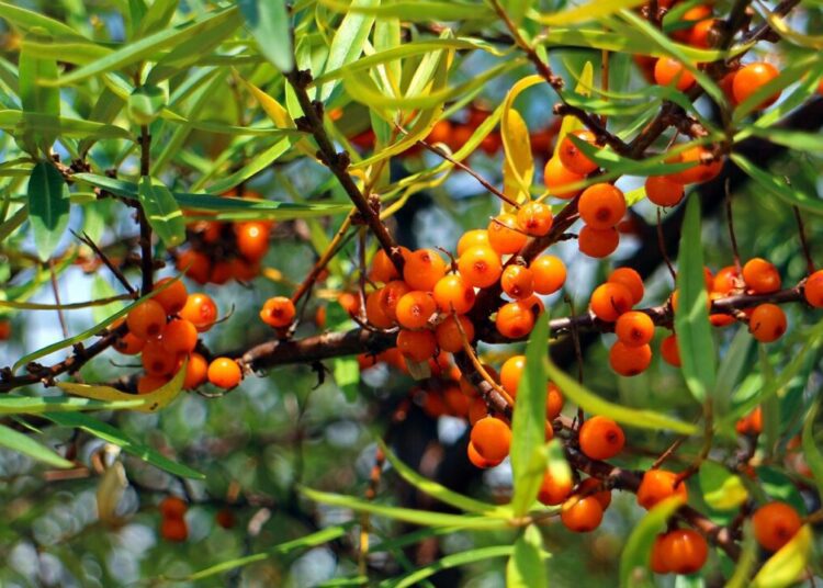 antranias sea buckthorn 440795 1280