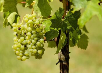 couleur grapes 1611089 1280