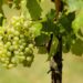 couleur grapes 1611089 1280