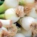couleur onion 1415814 1280