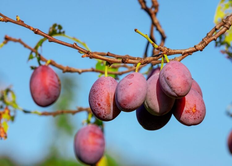couleur plums 3560078 1280