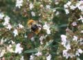 deluna bumble bee 341932 1280