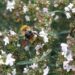 deluna bumble bee 341932 1280