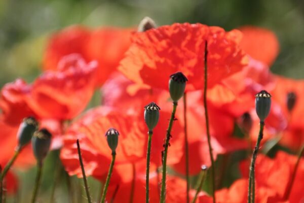 dominikrh poppy 7275283 1280