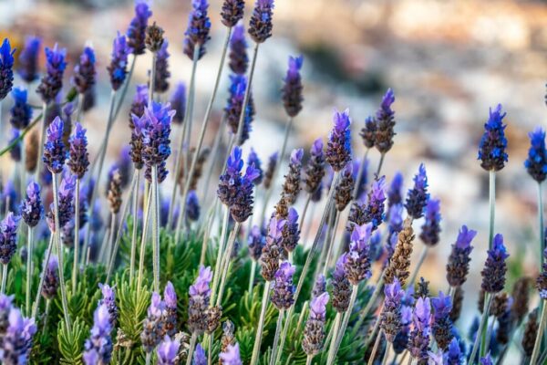 levandule elg21 lavender 6939313 1280