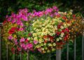 fietzfotos petunias 7415160 1280