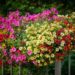fietzfotos petunias 7415160 1280