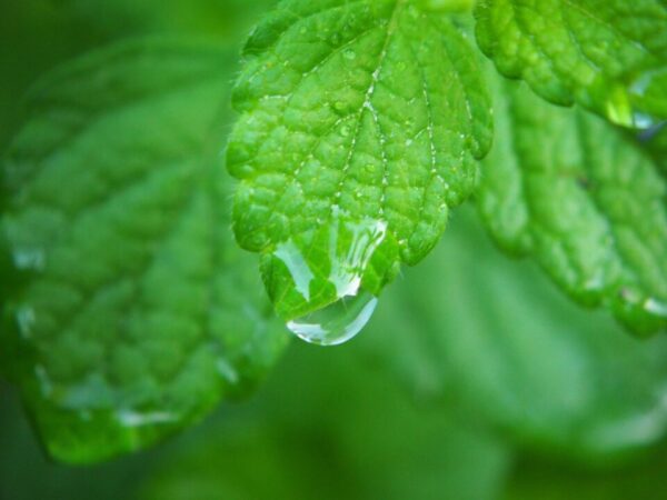 flockine lemon balm 2655821 1280