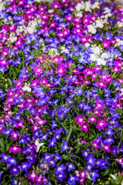 foto rabe lobelia 805710 1280