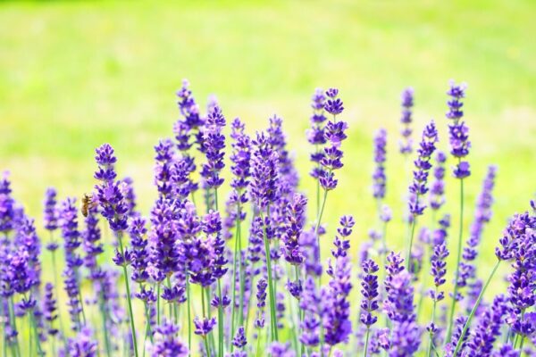 hans lavender 2117431 1280