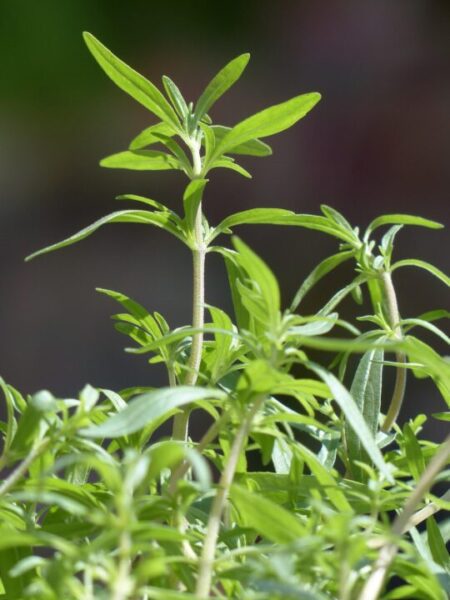 hans summer savory 115371 1280