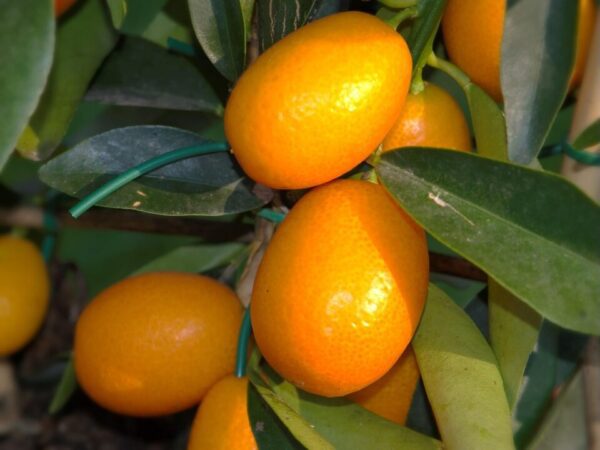 helgaka citrus 5018408 1280