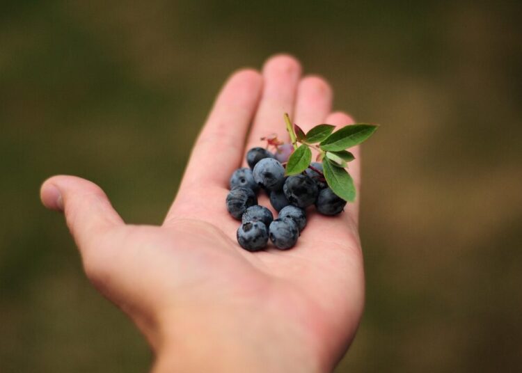 hellotimothytyndale blueberries 1903868 1280