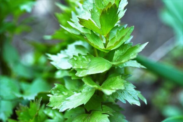 ivabalk lovage 2199539 1280