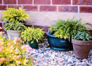 jillwellington plants in pots 818718 1280