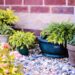 jillwellington plants in pots 818718 1280