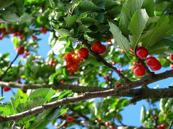 jingoba cherry 212601 1280