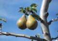 juergwuest fruit 1058325 1280