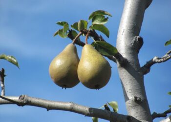 juergwuest fruit 1058325 1280