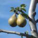 juergwuest fruit 1058325 1280